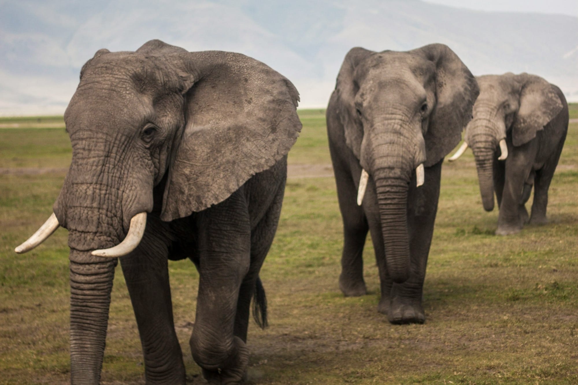 three elephants walking on grass field during day